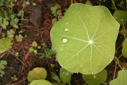 These raindrops roll around the leaf like balls of quicksilver.